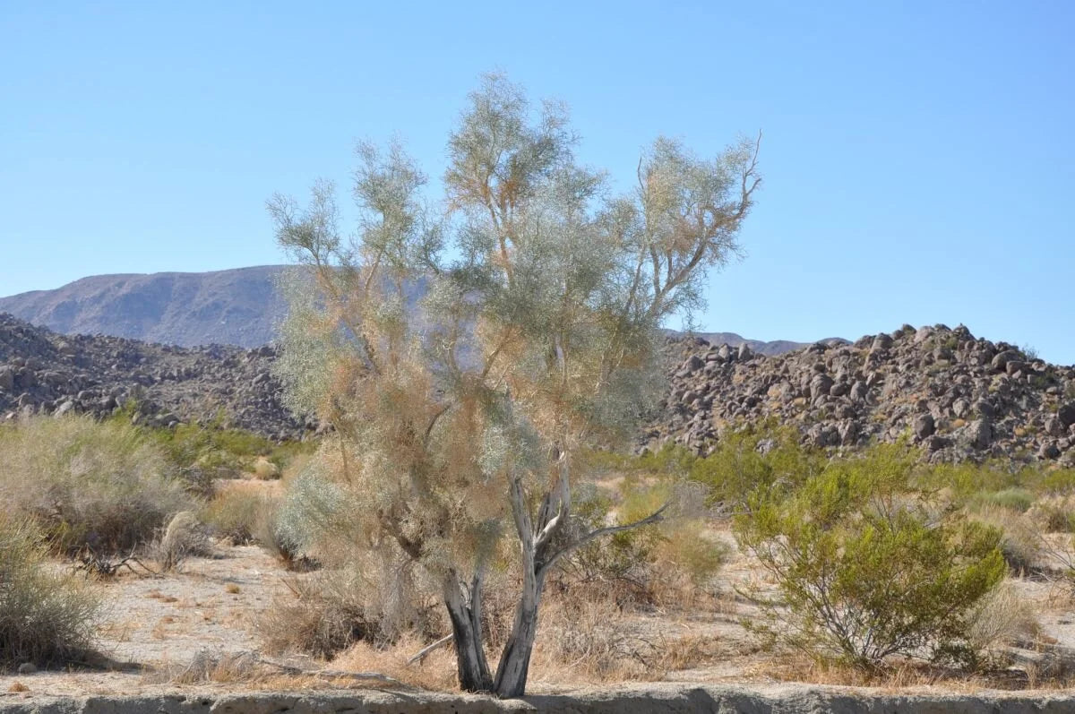 SMOKETREE